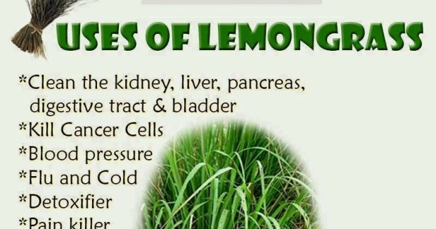 Lemongrass - Citronová tráva